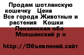 Продам шотланскую кошечку › Цена ­ 10 000 - Все города Животные и растения » Кошки   . Пензенская обл.,Мокшанский р-н